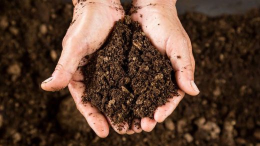 Biofertilizer