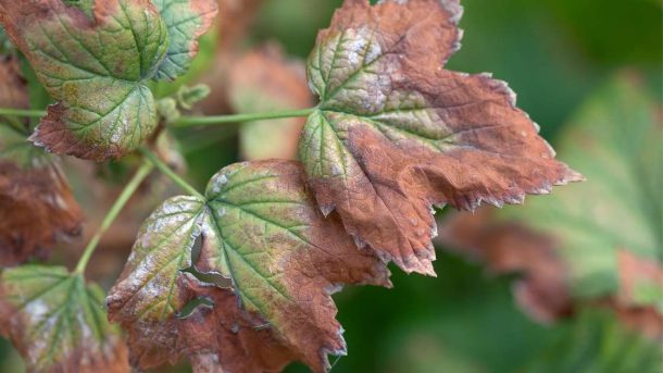 Fusarium Wilt