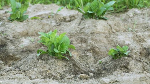 earthing