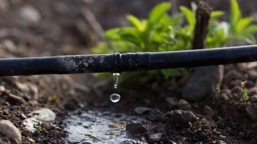 drip irrigation