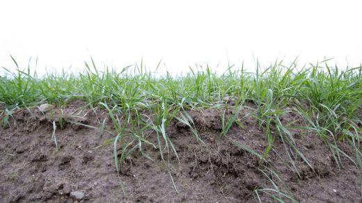 soil fertility