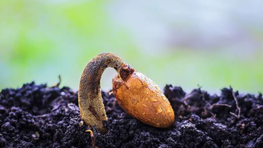 seed