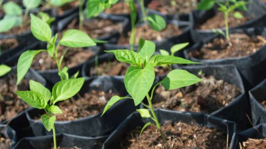 seed treatment