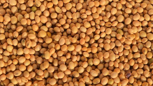 soyabean