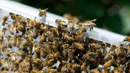 apiculture