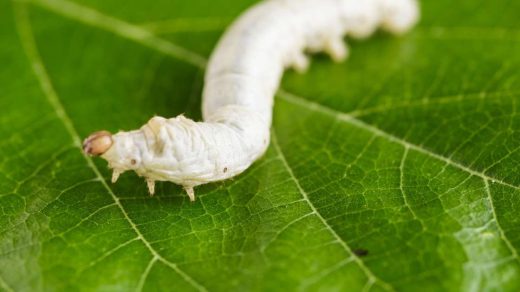 sericulture
