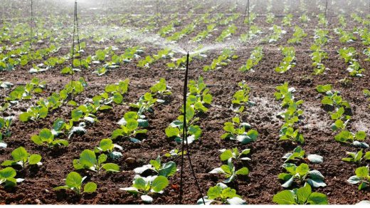 sprinkler irrigation