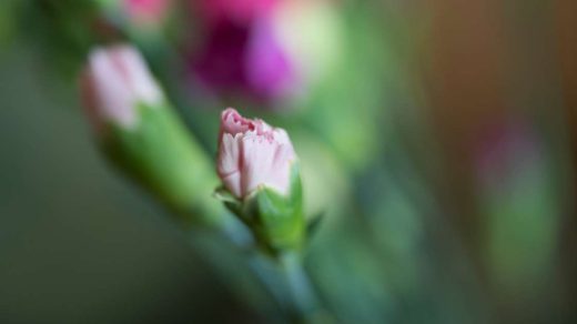 bud borer