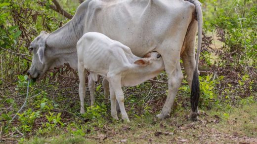 feed lactating