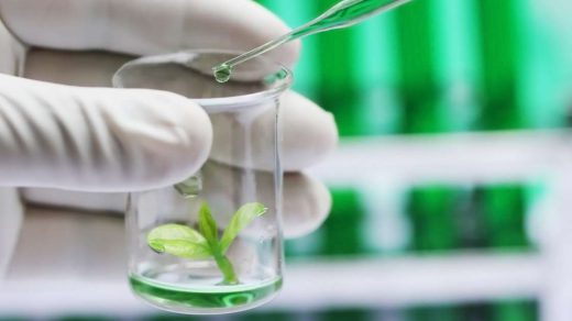tissue culture