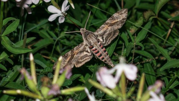 corcyra moth