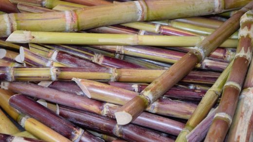sugarcane K