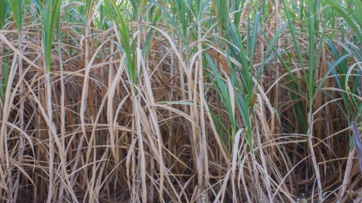 sugarcane