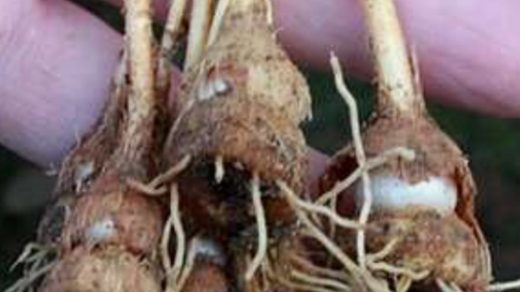 corm rot
