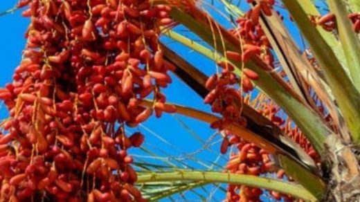 date palm tree