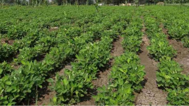 organic farming