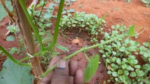 Snake Gourd