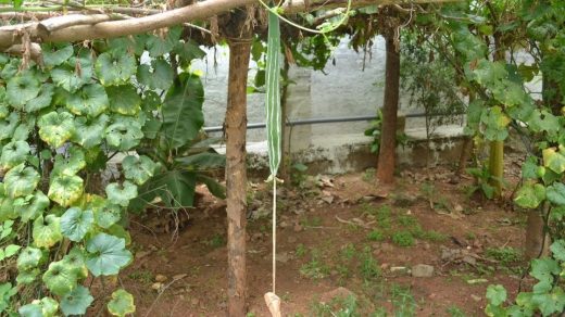snake gourd