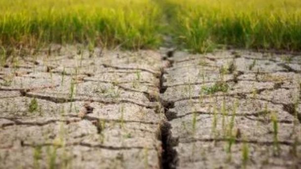 Soil