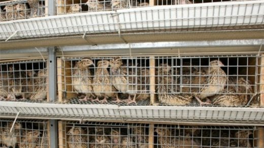 Quail