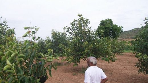 Jamun