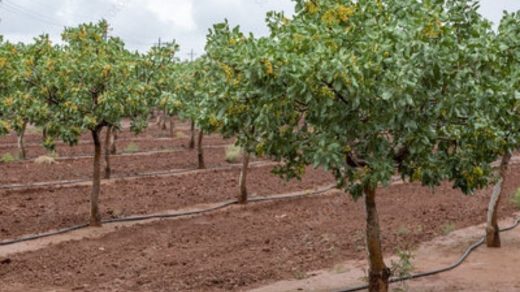 irrigation