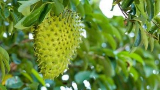 soursop