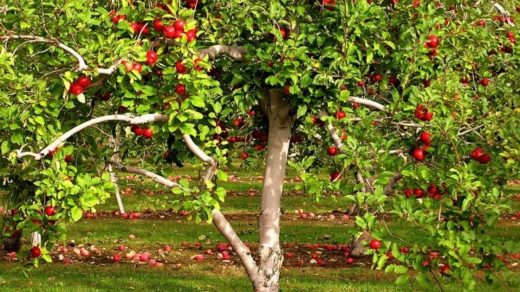 Rose Apple