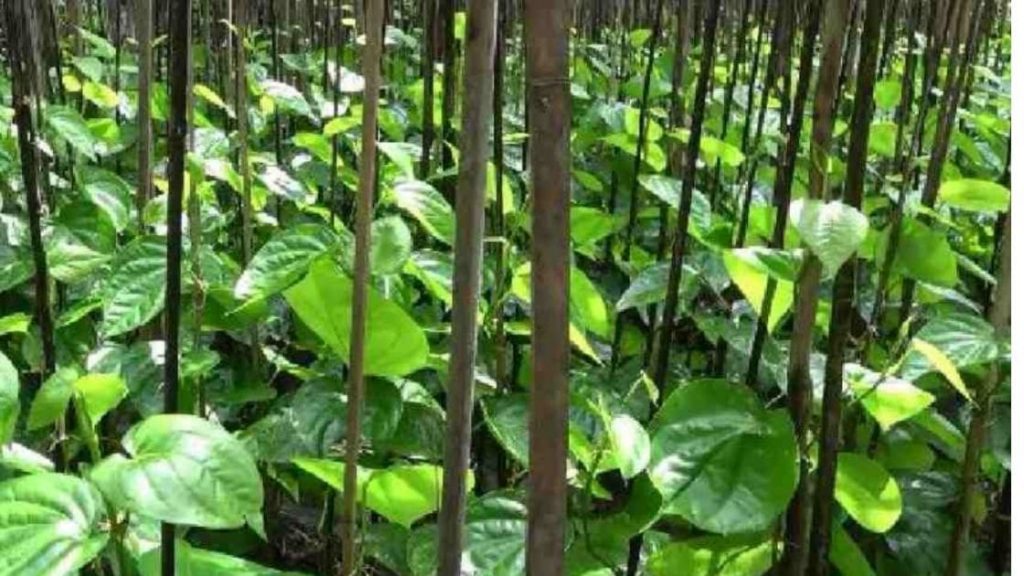 What Is Dibbling Method Agrisay green-revolution-importance-essay-short-notes-on-green-revolution