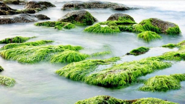 liquid sea weed