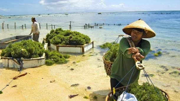 sea weed