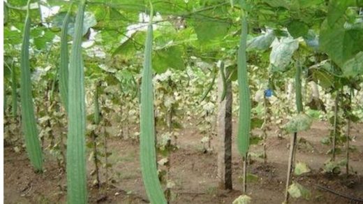 ridge gourd