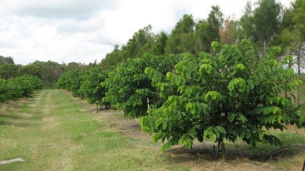 Custard apple