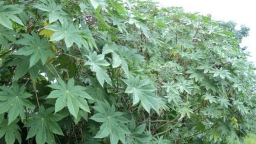 Castor
