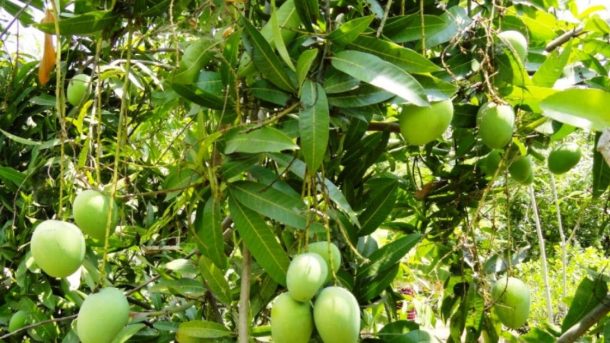 Mango