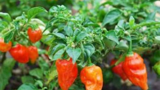 chilli