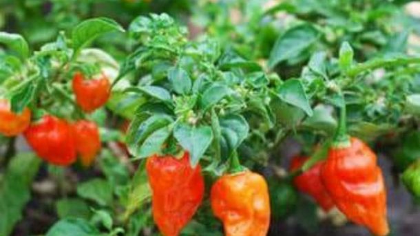 chilli