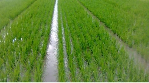 seed treatment