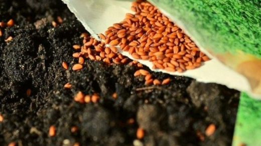 organic seeds