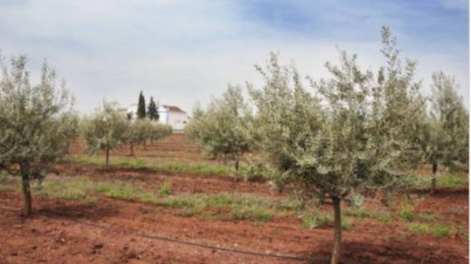 olive