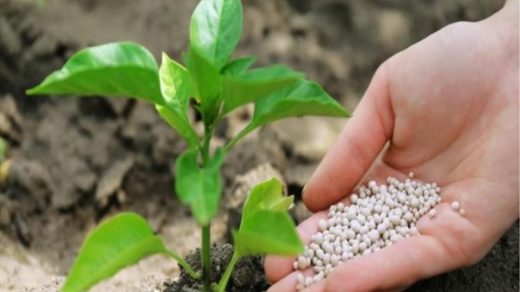 biofertilizers