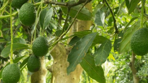 avocados