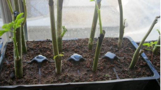 propagate