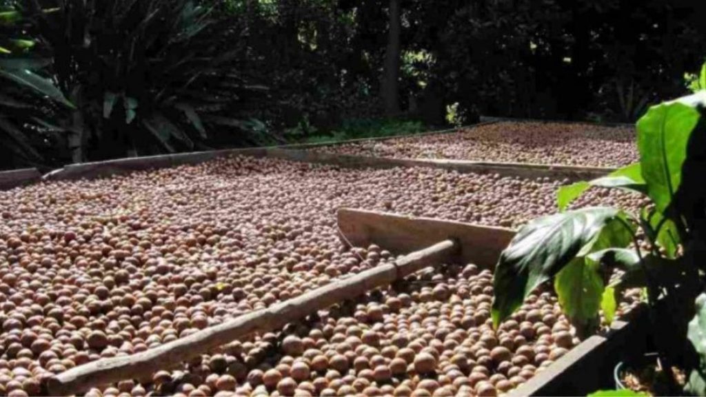 What Is Dibbling Method Agrisay what-is-dibbling-method-agrisay