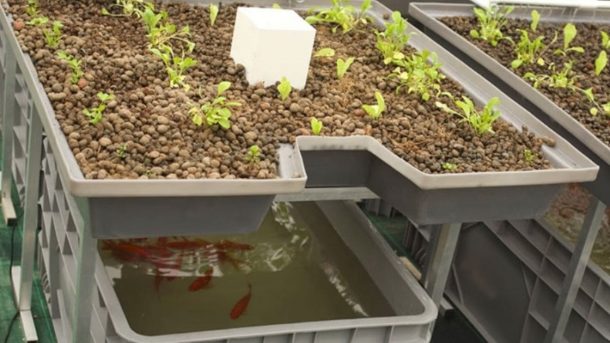 Aquaponics