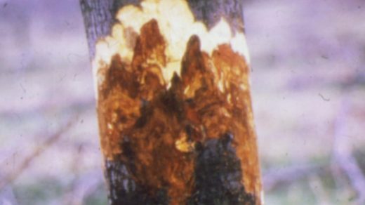 crown rot
