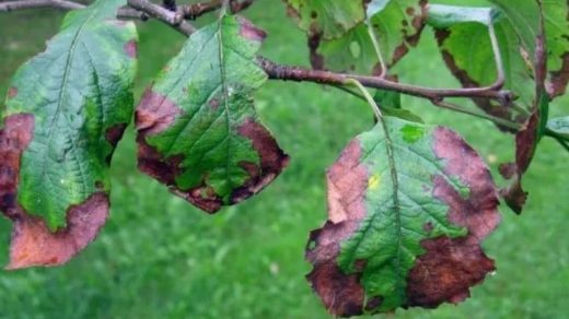 apple tree