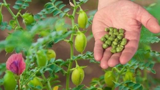 types of chickpea