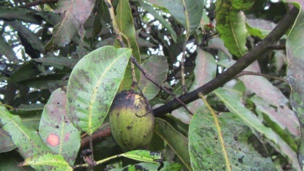 mango