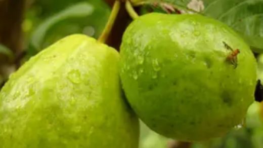 Guava